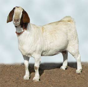 Fullblood boer doe Macquarie Elysa.  Owned by Trigfry Goat Stud.