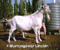 Past Saanen Stud Sire + Murrungowar Lincoln