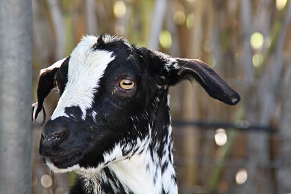 Dalek.  A mature speckled miniature bred goat.