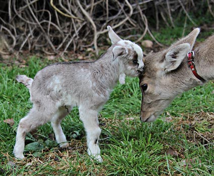 Dotty Spot's baby doe kid meeting Amy the deer fawn.