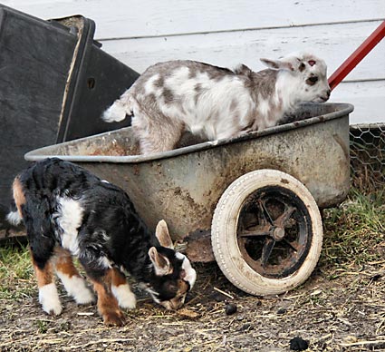 Lotties baby goat kids playing in a garden cart.