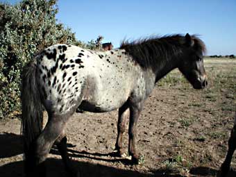 Miniature Spotted Horse for sale.  Royston Park Anna's Legend.