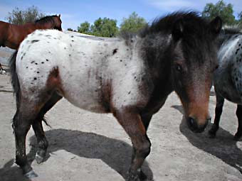 Miniature Spotted Horse for sale.  Royston Park Georges Hope.