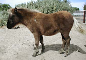 Miniature Spotted Colt for sale.  Royston Park Georgespride.