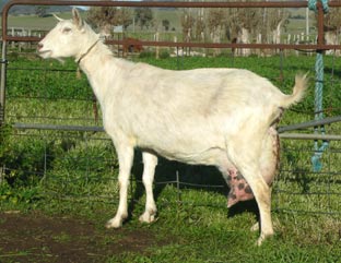 Trigfry Rhododendron - purebred Saanen doe showing plenty of milk