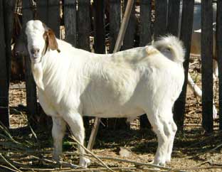 Trigfry Elijah.  Fullblood boer buck.