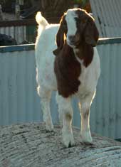 Fullblood doe kid from Trigfry Goat Stud.