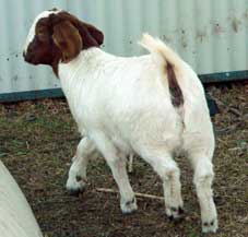 Fullblood doe kid from Vicky - Trigfry Goat Stud