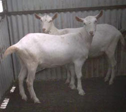 Saanen Goatlings that were exported to Thailand