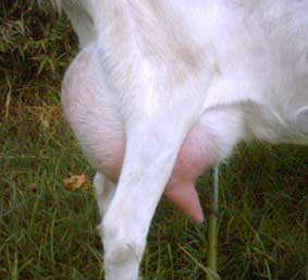 Trigfry Geraniums udder on her first lactation. She is a very good milker