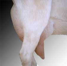 Udder of Shasta